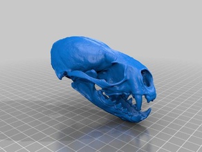 river otter skull biology carnivore mammal 3d print model - Mito3D