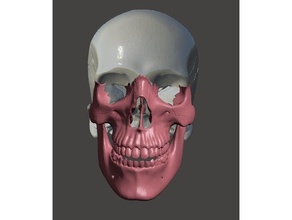 squelette facial visocranium de la biologie Numérisation 3d anatomique l'anatomie os dentaire l'homme crâne humain médicaux médecine l'étudiant chirurgie tomographie dent 3d print model - Mito3D