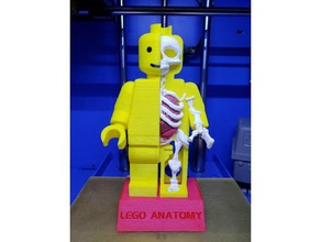 lego minifigure anatomy models skeleton 3d print model - Mito3D