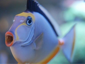 nori clipe de aquários recife animais estimação 3d print model - Mito3D