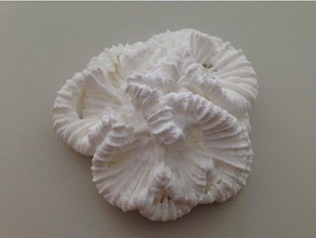 trachyphillia geoffroyi corallo 3d stampa 3d print model - Mito3D