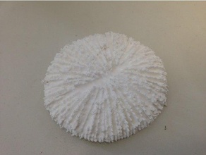 cycloseris tenuis de corail 3d l'impression 3d print model - Mito3D