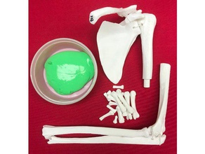upper limb bone anatomy model left biology 3d print model - Mito3D