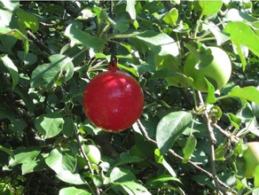 a traça da apple armadilha ao ar livre jardim traça-das-maçãs atração 3d print model - Mito3D