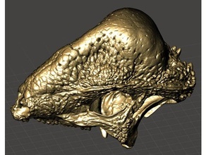 stegoceras skull north american pachycephalosaurs biology dinosaur dinosaurs fossil fossils 3d print model - Mito3D