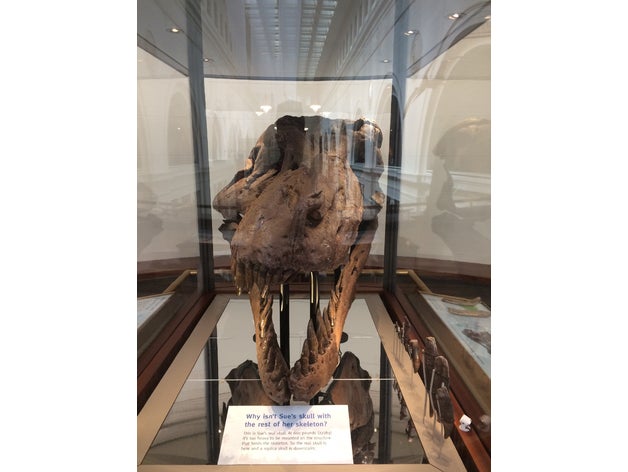 sue rex skull biology skeleton tyrannosaur tyrannosaurus 3D print model - Mito3D
