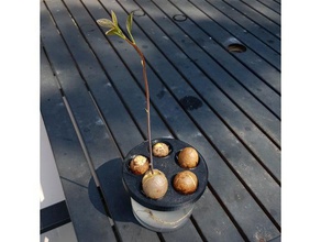 parametrico avocado germinator all'aperto giardino 3d print model - Mito3D