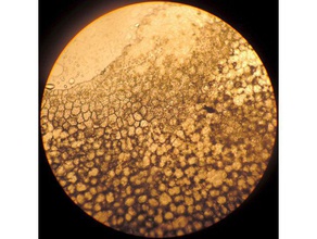 32 mm schräge filter-stop-Mikroskope Biologie die Mikroskopie patch 3d print model - Mito3D