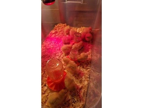 polluelo del bebé alimentador de mason tarro cristal las mascotas la bola pollo el gallo jar pollitas 3d print model - Mito3D