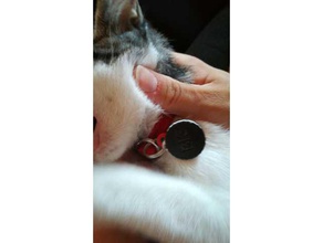 coleira de gato bic oreo acessórios 3d print model - Mito3D