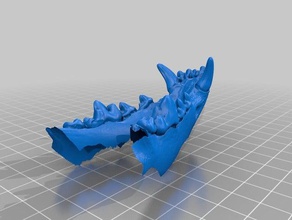 canis lupus familiaris dental anatomy pets dog skull teeth veterinary 3d print model - Mito3D