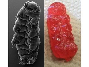 tardigrade sakızlı ayı kalıpları hayvanlar waterbear 3d print model - Mito3D