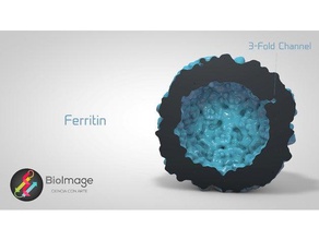 hücresel ferritin demir deposu öğrenme biyoloji biomolecule hücre biyolojisi moleküler moleküller protein 3d print model - Mito3D