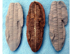 fosil eğreltiotu tarar kopyaları 3d print model - Mito3D
