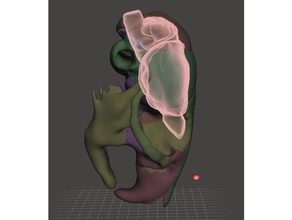 mouse skull brain biology anatomy 3d print model - Mito3D