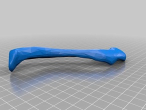 clavicle biology 3d print model - Mito3D