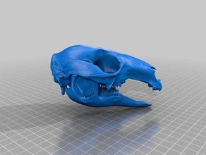 wallaby Schädel Biologie säugetier Beuteltier 3d print model - Mito3D