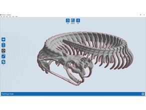 gaboon viper Skelett artikuliert Tiere fang Reißzähne beweglich Reptil Reptilien Wissenschaft Skelette Schädel Schlange Schlangen vipers 3d print model - Mito3D
