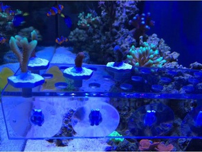 diy frag plug molde acro acropora coral monti montipora reef aquário de recife água salgada 3d print model - Mito3D