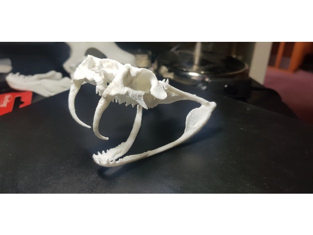 gaboon viper biologia presas crânio cobra 3D print model - Mito3D