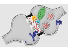 sinapse qu&iacutemica sinapsi chimica biologia sinpse quimica trasmissione sinaptica transmisso sinptica 3d print model - Mito3D