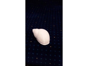 shell snail animals photogrammetry 3d print model - Mito3D