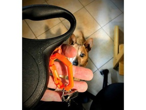 flexi guinzaglio del cane portachiavi animali domestici 3d print model - Mito3D