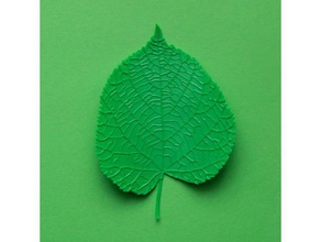 linden tilia tree leaf biology 3d print model - Mito3D