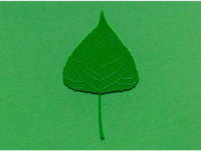 álamo hoja de árbol biología en la licuadora cura verde naturaleza real realista renkforce las venas 3d print model - Mito3D