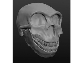 nandy neanderthal biology archaeology evolution history hominid hominin neandertal 3d print model - Mito3D