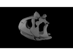 carnotaurus sastrei wip a los animales 3d animal cráneo en la licuadora de huesos dinosaurios paleontología prehistóricos 3d print model - Mito3D