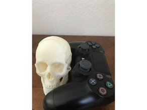 mini crânio humano modelos 3d print model - Mito3D
