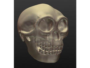 flora hobbit homo floresiensis biology archaeology bones evolution hominid hominin skull 3d print model - Mito3D