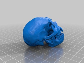 homo heidelbergensis Schädel Biologie 3d print model - Mito3D