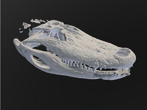 aligator cráneo a los animales tomografía computarizada reptiles 3d print model - Mito3D