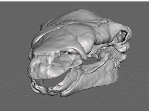 panoplosarius cráneo a los animales cr-scan dinosaurio paleontología 3d print model - Mito3D