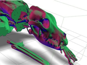dog ct scan -detailed skull upper body bones tissues 8 year old sculptures 3d print model - Mito3D