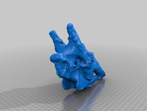giraffe skull 3dscan animals academyofscience bone 3d print model - Mito3D