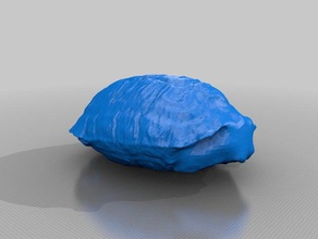 turtle shell 3dscan animals reptile turtleshell 3d print model - Mito3D