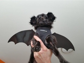 puppy dog bat wings halloween costume chihuahua small 3d print model - Mito3D