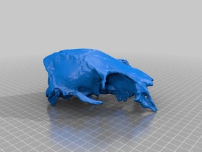 deer Schädel durchsucht Replikate makerbotdigitizer 3d print model - Mito3D