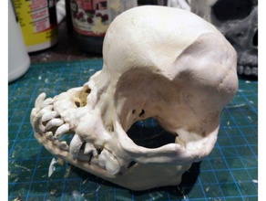 pug cráneo las esculturas perro 3d print model - Mito3D