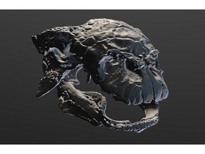 euoplocephalus skull animals dinosaur 3d print model - Mito3D