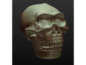 Gürcistan homo erectus yýl bin biyoloji evrim insan kafatası 3d print model - Mito3D