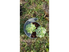 cerchio vaso di fiori 03 all'aperto giardino giardinaggio succulente piante grasse titolare pianta succulenta succulento piatto urbano 3d print model - Mito3D