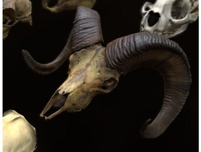 collection animal skulls animals 3d print model - Mito3D
