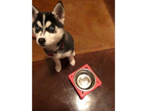 plato del perro de 16 oz las mascotas dogbowl friggathepomsky la comida cachorro 3d print model - Mito3D