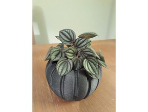 peperomia plant pot household flower planter succulent 3d print model - Mito3D