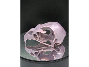sharp shinned falcão crânio remix biologia Digitalização em 3d esqueleto 3d print model - Mito3D