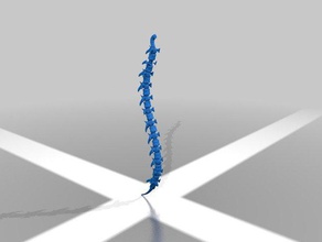 spine biology 3d print model - Mito3D
